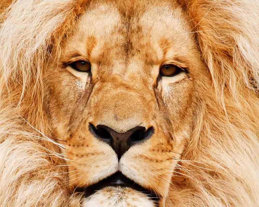 Closeup of the face of a male African lion
